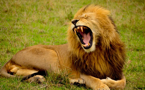 Silent gratitude isn't very much use to anyone, image of a lion