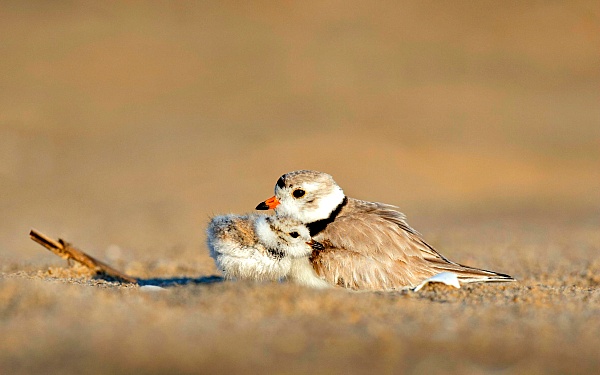 There are only two ways to live your life. One is as though nothing is a miracle. The other is as though everything is a miracle, image of older bird comforting baby bird