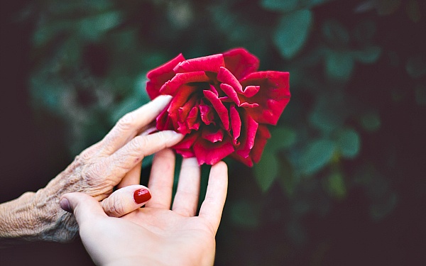 Showing gratitude is one of the simplest yet most powerful things humans can do for each other, image of young and old hands holding a rose together