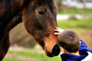 image of child petting horse