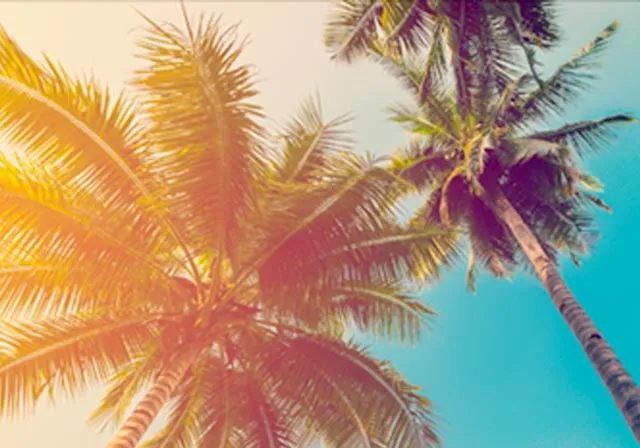 image of palm trees