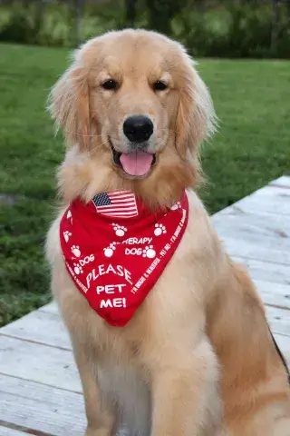 A photo of one of Prof. Elizabeth Ruegg’s therapy dogs, Lucy, a Golden retriever sitting upright on a sidewalk with grass behind her; she is smiling and wearing a bandana with an American flag; the bandana says ‘Please pet me’ on it