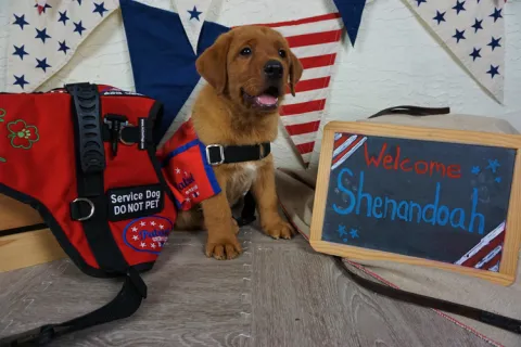 An eight-week-old Labrador Retriever puppy, Shannon, in training with Patriot Service Dogs; Julie Sanderson, a Saint Leo MSW alumna, operates Patriot Service Dogs