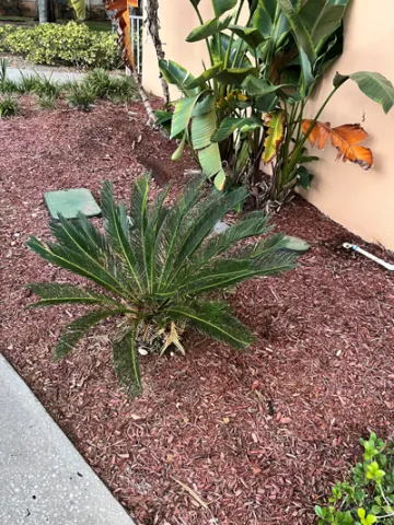 A photo of a small palm tree on University Campus taken by Ethan Mazy, a freshman at Saint Leo University who completed the Wild Florida honors course held on campus in the fall of 2022; this photo was for the tiny ecology project in the class