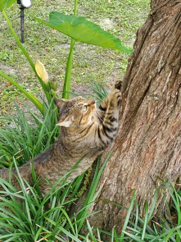 A photo of a small cat scratching the bark of a bottlebrush tree taken by Rylan Hutchins,  a freshman at Saint Leo University who completed the Wild Florida honors course held on campus in the fall of 2022; this photo was for the tiny ecology project in the class