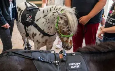 web-image-therapy-mini-horse