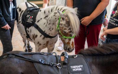 web-image-therapy-mini-horse