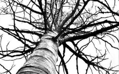 web-image-lone-birch